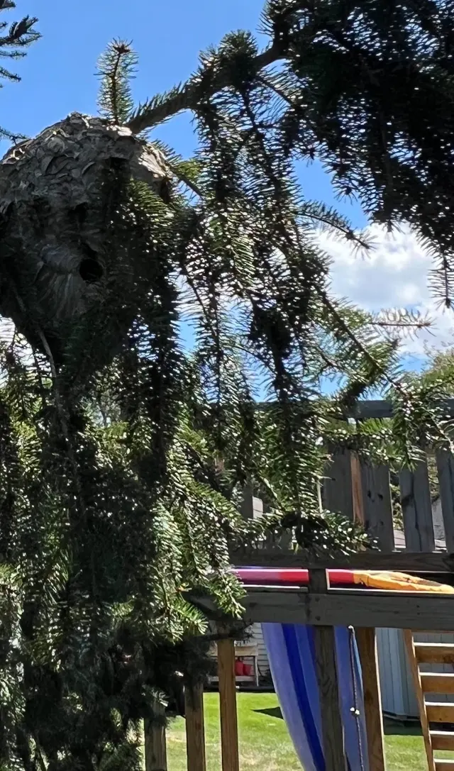 Bug Masters Pest Control — customer photo 5
