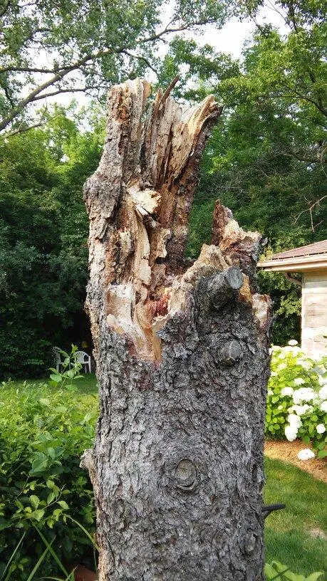 Midwest Pest Control — photo from the business 12
