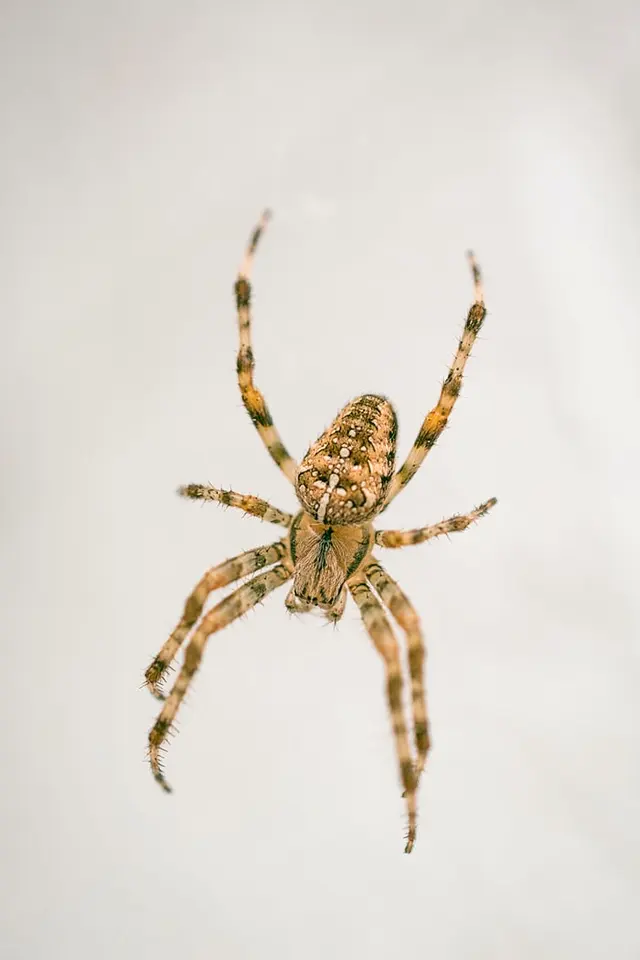 Jerry's Pest Control Service — photo from the business 4