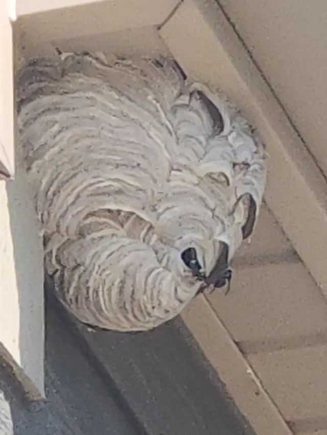 BMI Pest Control Services — customer photo 4