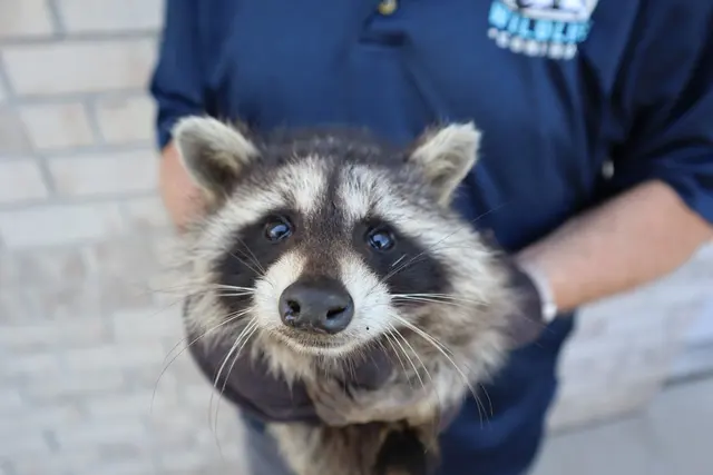 Advanced Wildlife and Pest Control — photo from the business 11