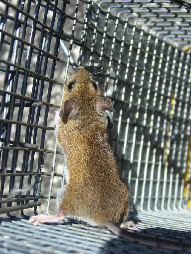 Advanced Wildlife and Pest Control — photo from the business 10