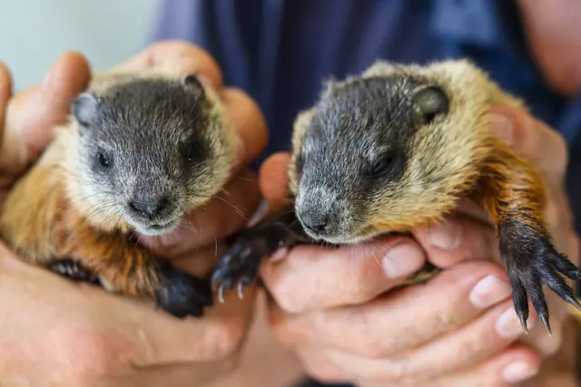 Advanced Wildlife and Pest Control — photo from the business 8