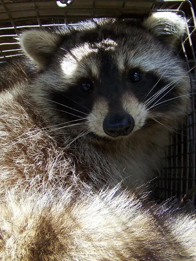 Advanced Wildlife and Pest Control — photo from the business 5