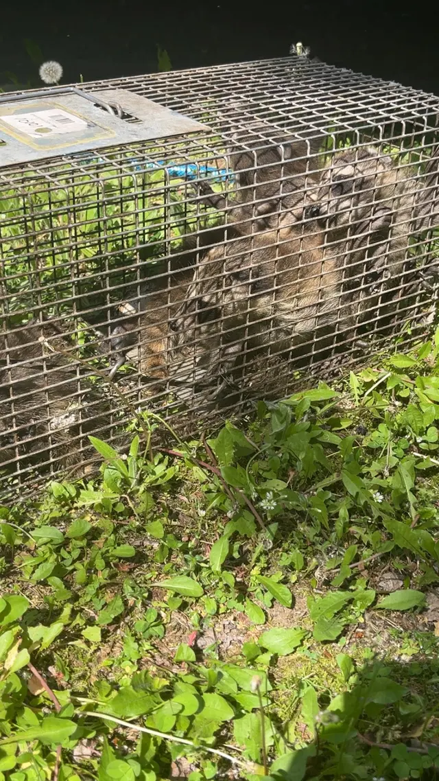 Advanced Wildlife and Pest Control — customer photo 3