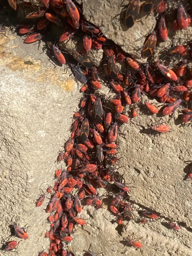 Advanced Wildlife and Pest Control — photo from the business 9