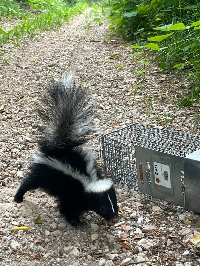 Advanced Wildlife and Pest Control — photo from the business 2