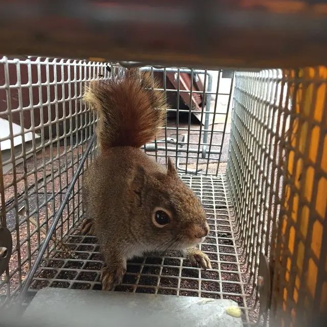 Advanced Wildlife and Pest Control — photo from the business 6