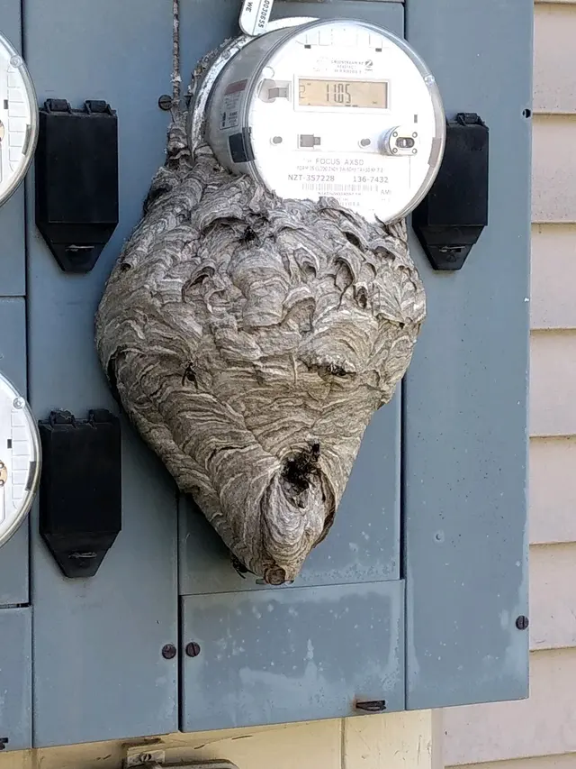 Advanced Wildlife and Pest Control — photo from the business 12