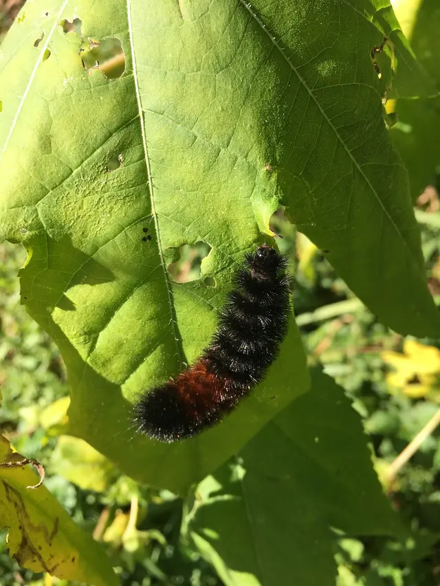 Quality Pest Solutions LLC — photo from the business 7