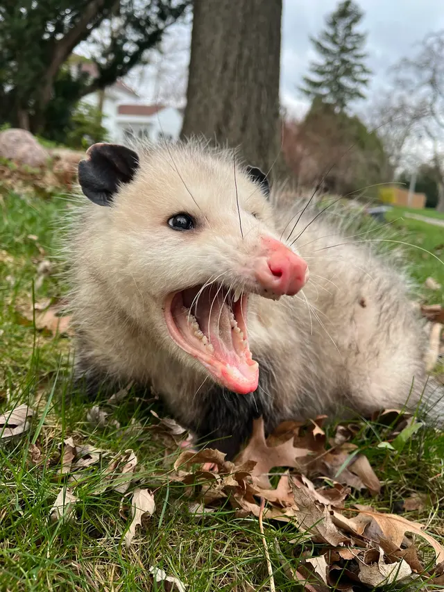 Quality Pest Solutions LLC — photo from the business 10