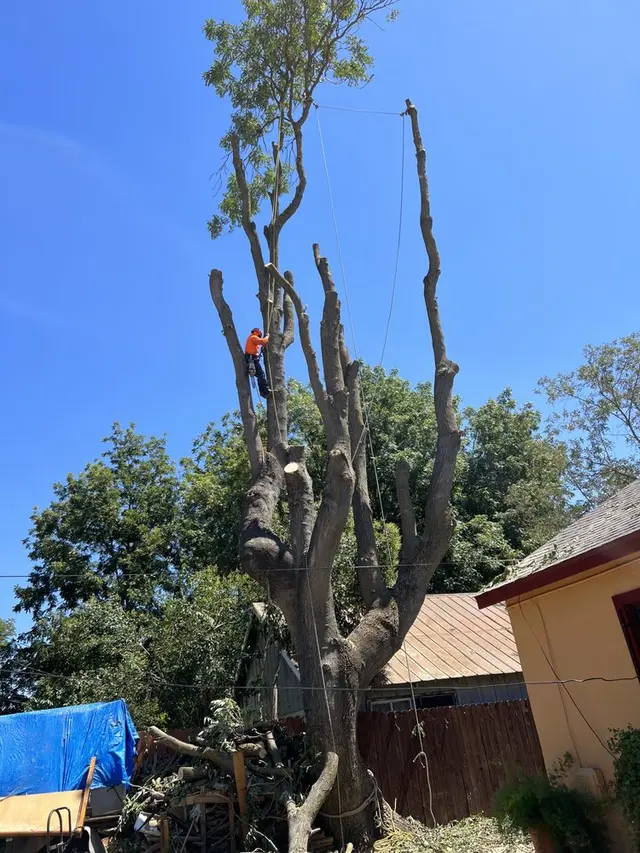 LD Tree Care — photo from the business 5