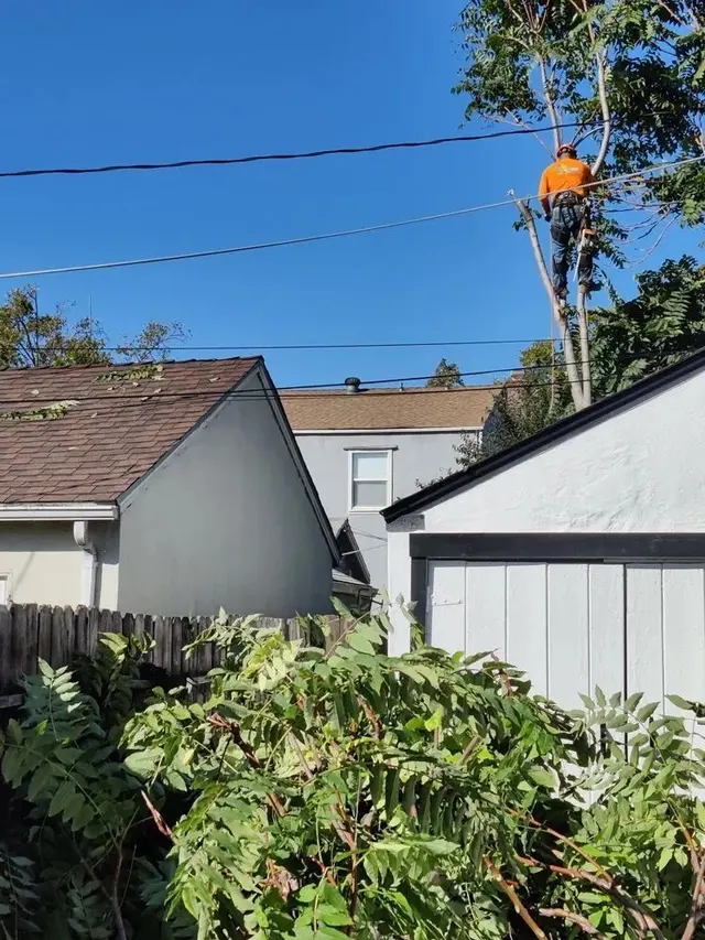LD Tree Care — photo from the business 7