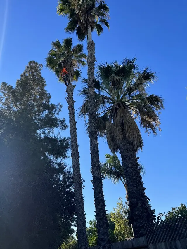 LD Tree Care — photo from the business 6