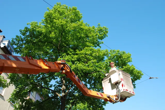 LD Tree Care — photo from the business 8