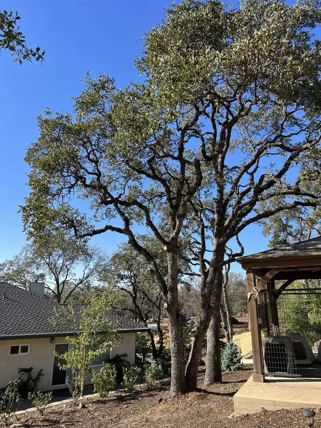 LD Tree Care — photo from the business 12