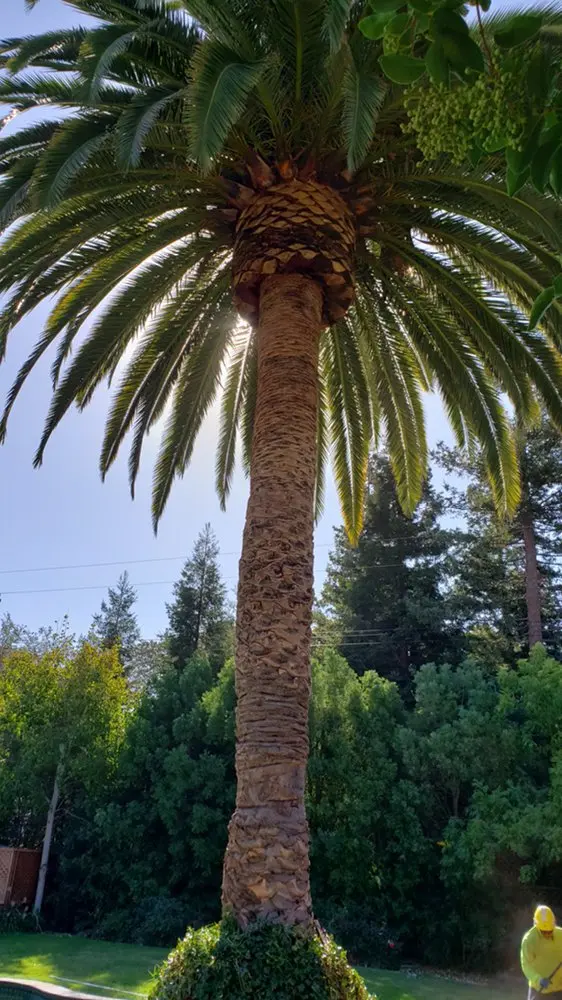 LD Tree Care — photo from the business 2
