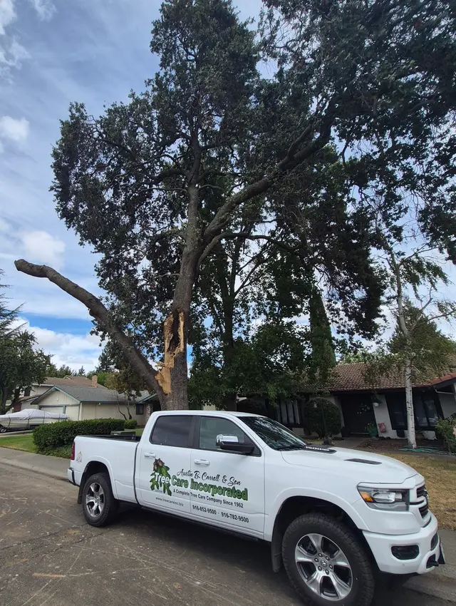 Tree Care Incorporated — photo from the business 10