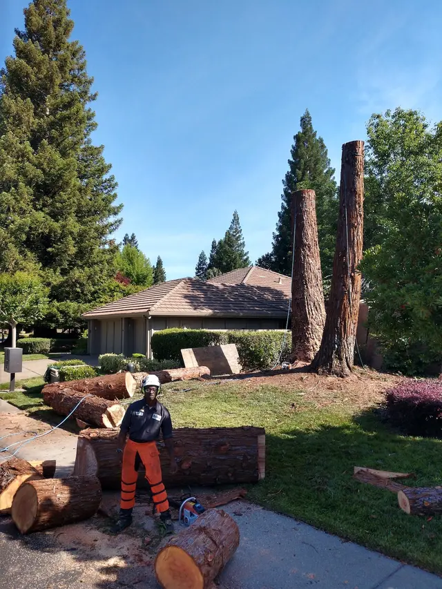 Tree Care Incorporated — photo from the business 11