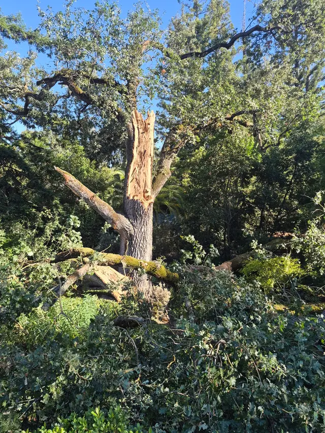 Tree Care Incorporated — photo from the business 4