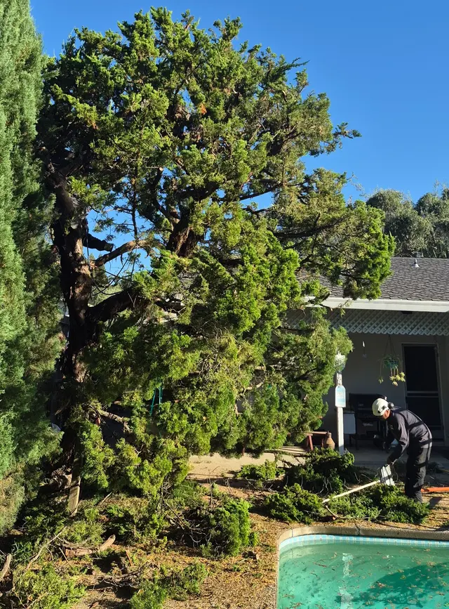 Tree Care Incorporated — photo from the business 6