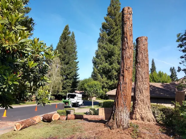 Tree Care Incorporated — photo from the business 7