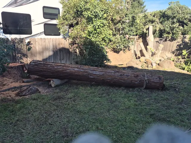 Tree Care Incorporated — photo from the business 12