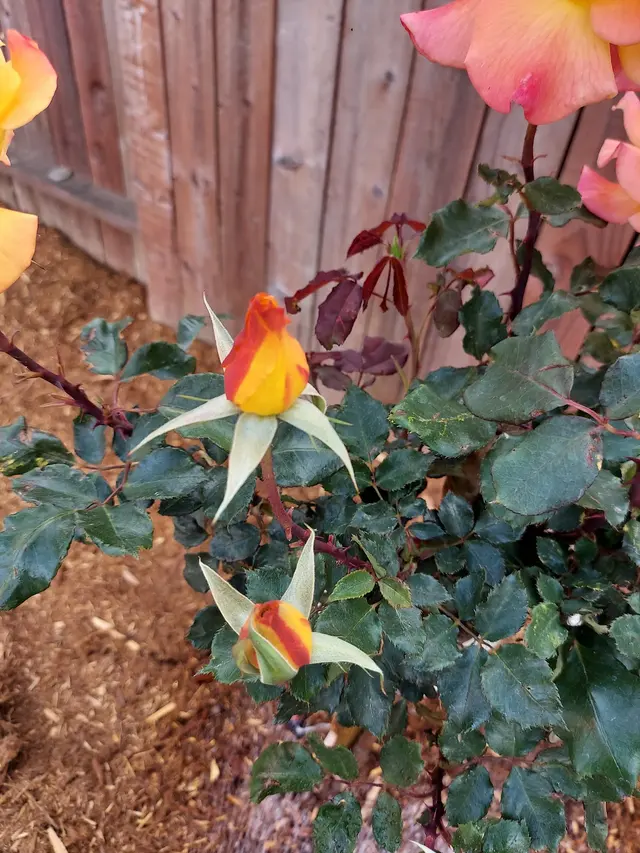Customer photo of work by The McDonald's Tree & Landscaping LLC, from Tatiana Gill's review