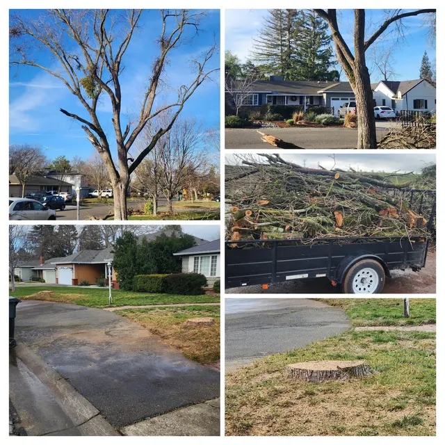 The McDonald's Tree & Landscaping LLC — photo from the business 9