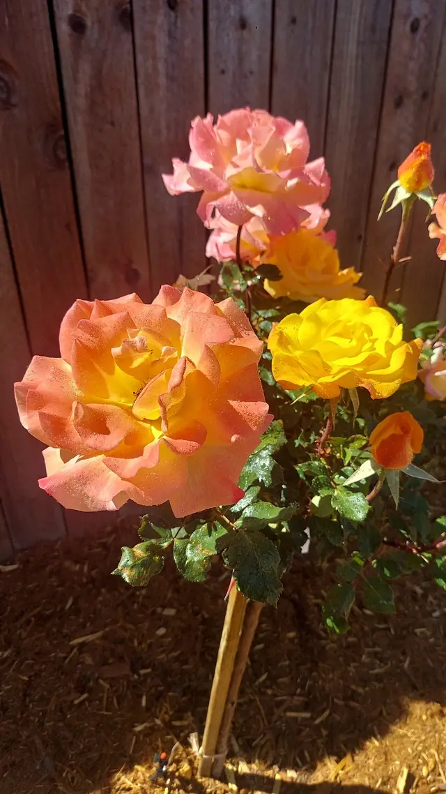 The McDonald's Tree & Landscaping LLC — customer photo 6