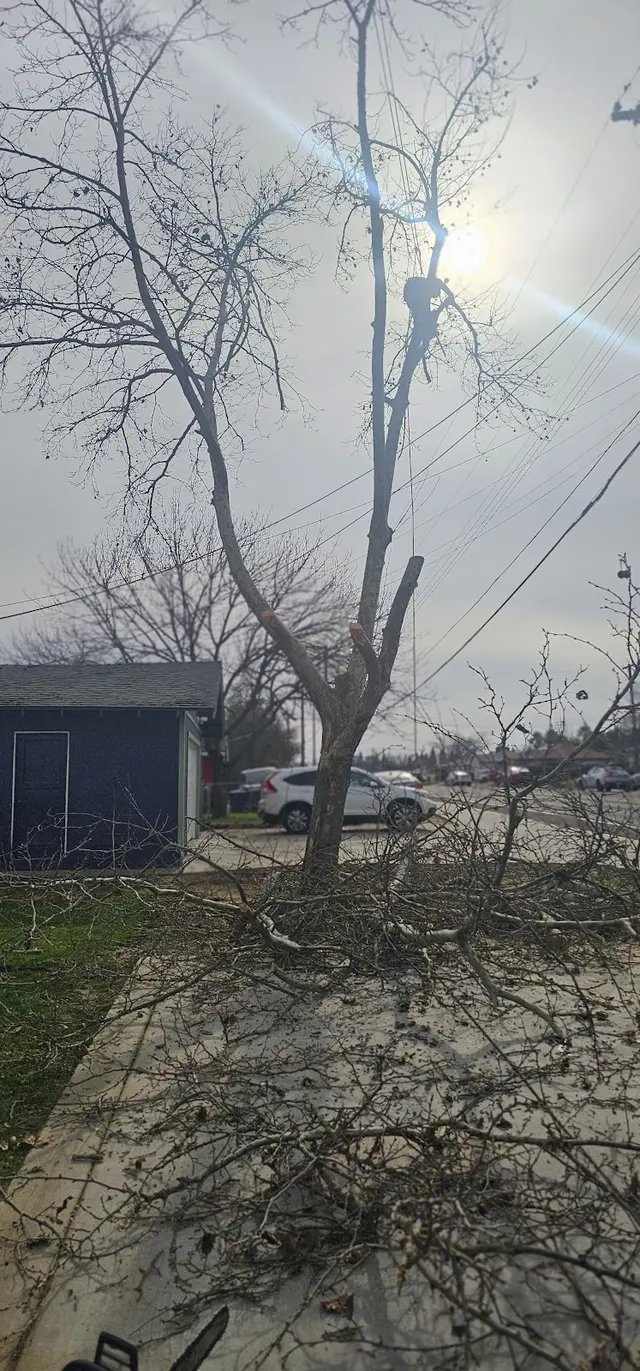 The McDonald's Tree & Landscaping LLC — customer photo 7