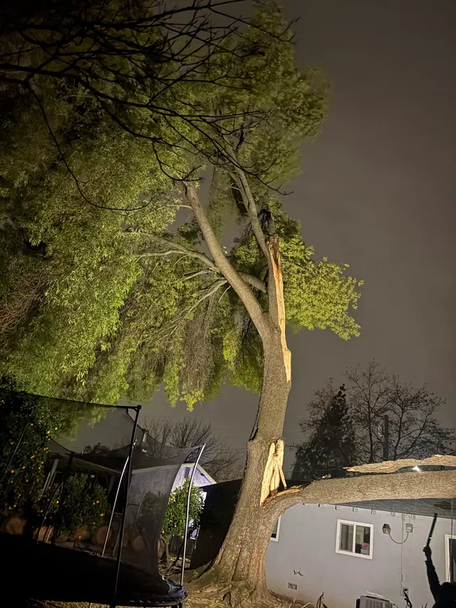 The McDonald's Tree & Landscaping LLC — customer photo 4