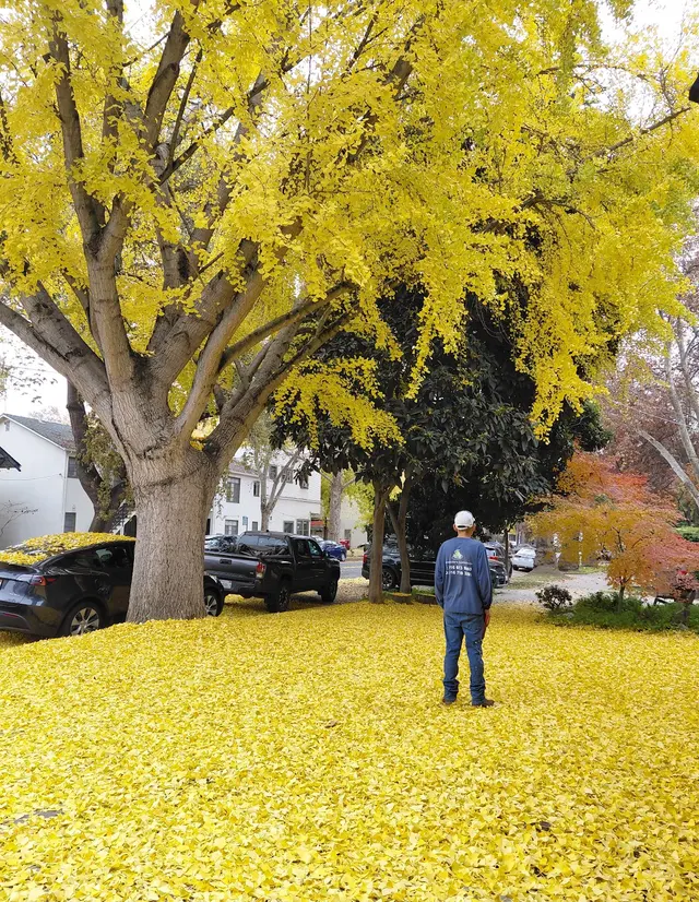 Maupidio's Lawn Care — photo from the business 7