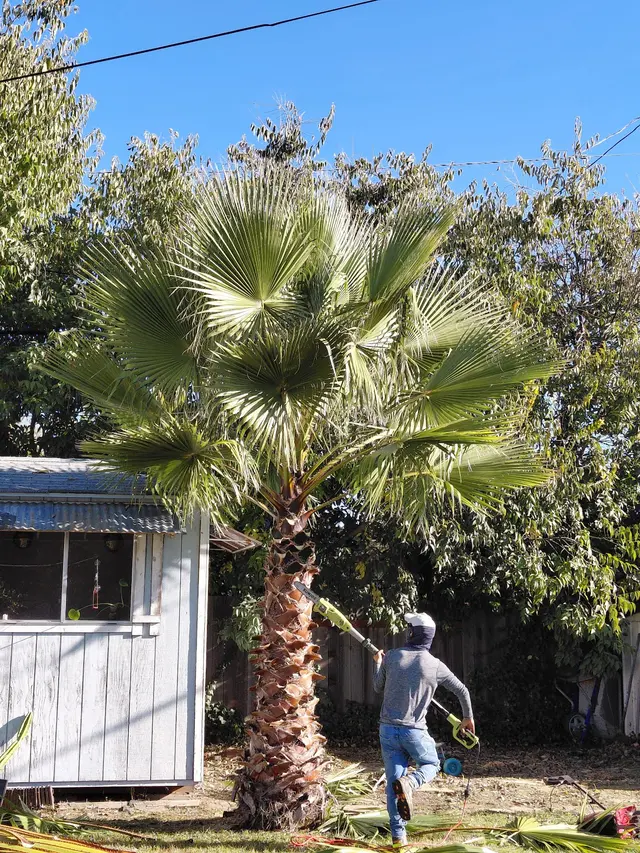 Maupidio's Lawn Care — photo from the business 12