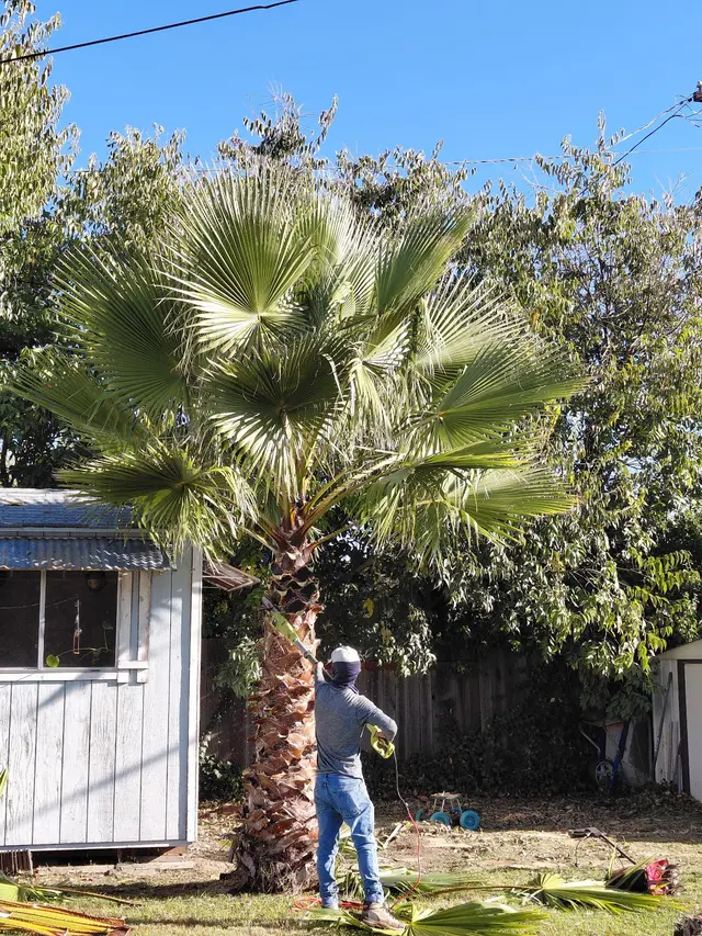 Maupidio's Lawn Care — photo from the business 3