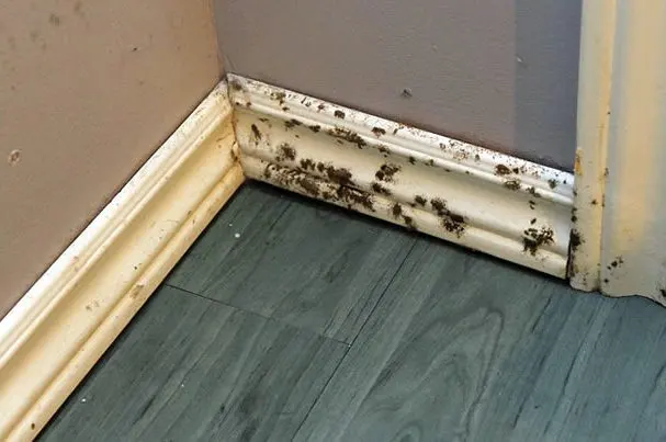 Indoor Air Quality Services — photo from the business 3