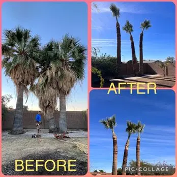 Premier Landscape & Tree Services, LLC — photo from the business 1