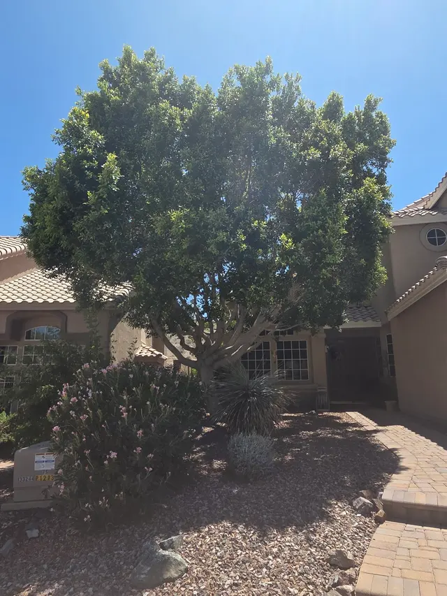 Top Leaf Tree Service — customer photo 2