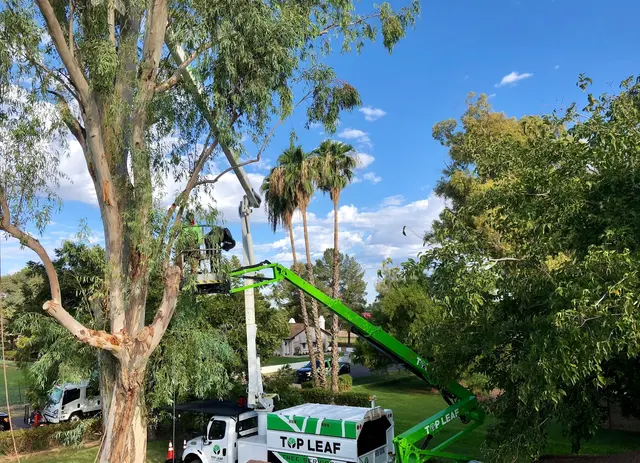 Top Leaf Tree Service — photo from the business 11