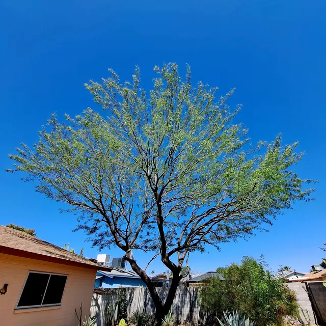 Top Leaf Tree Service — customer photo 1