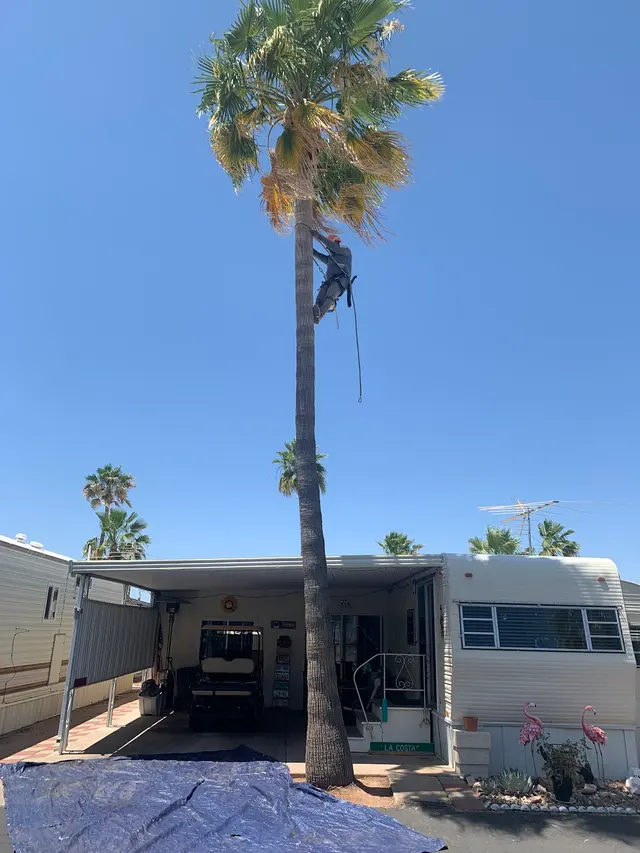 Top Leaf Tree Service — customer photo 4