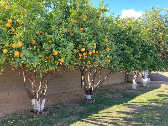 Top Leaf Tree Service — customer photo 9