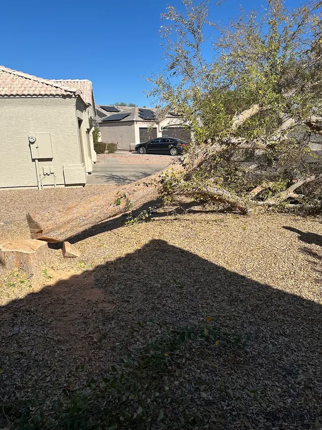 Top Leaf Tree Service — customer photo 8