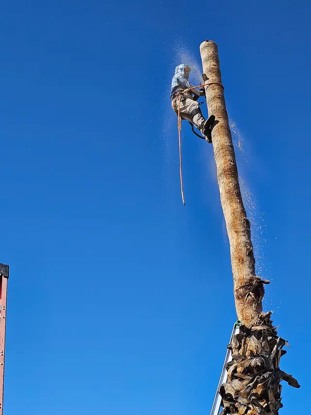 T's Tree Service and Firewood LLC — photo from the business 5