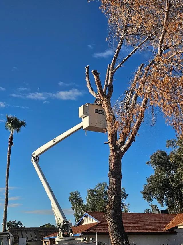 T's Tree Service and Firewood LLC — photo from the business 1