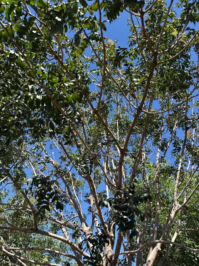 TDR Tree Solutions — customer photo 9