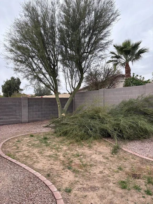 TDR Tree Solutions — customer photo 12