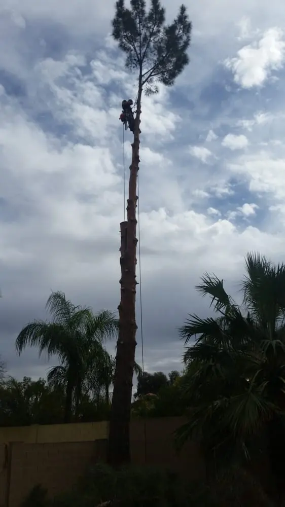 TDR Tree Solutions — photo from the business 3