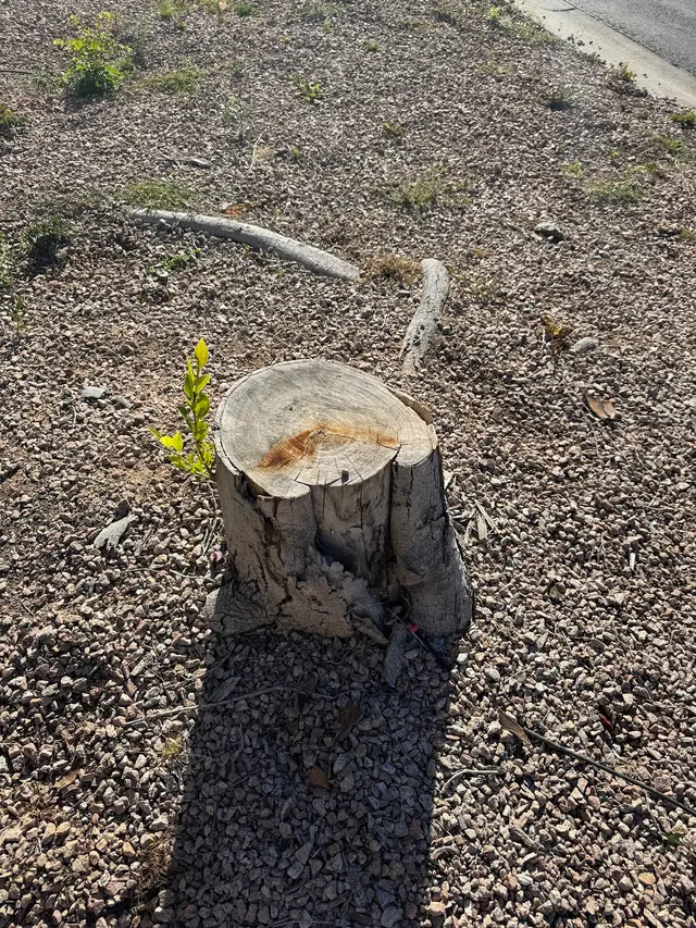 TDR Tree Solutions — customer photo 10