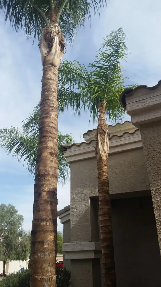 TDR Tree Solutions — photo from the business 7